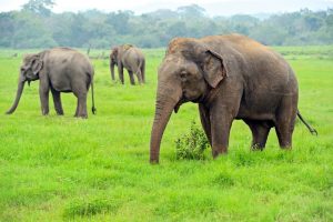 Słonie - Kerala, Indie
