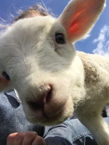 Sue Gibson_lamb selfie. Meet our nosey lamb Lottie!