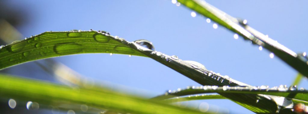 Ajurweda leaf